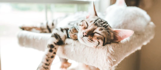 Katze döst entspannt auf Podest