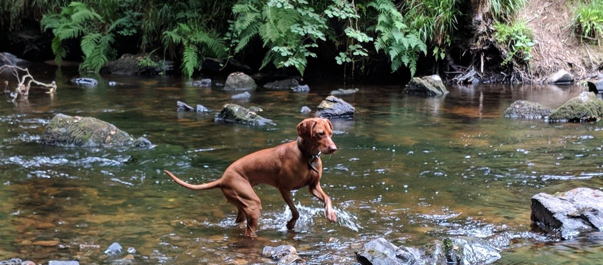 Hund plantscht in einem Bach Vizsla im Wasser