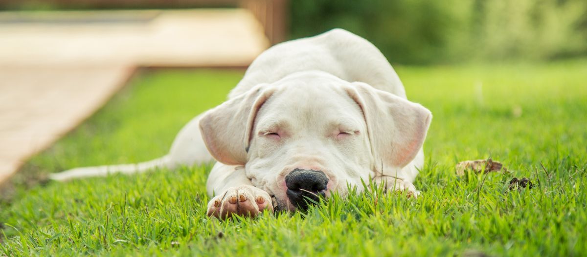 Weißer Dogo Argentino liegt mit verschlossenen Augen auf einer Wiese