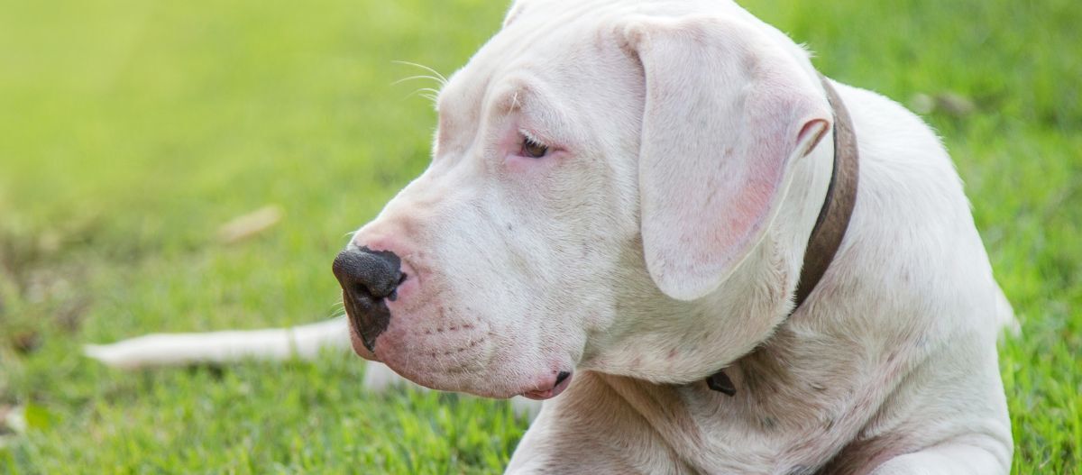 Weißer Dogo Argentino liegt auf einer Wiese