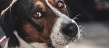 Hund schaut verÀngstigt in die Kamera