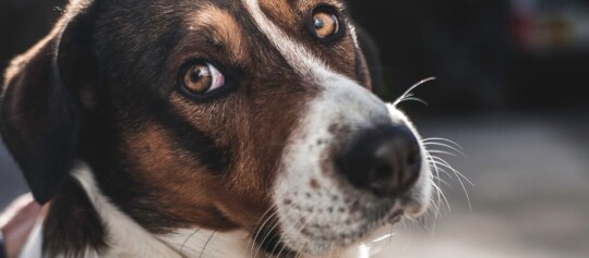 Hund schaut verängstigt in die Kamera