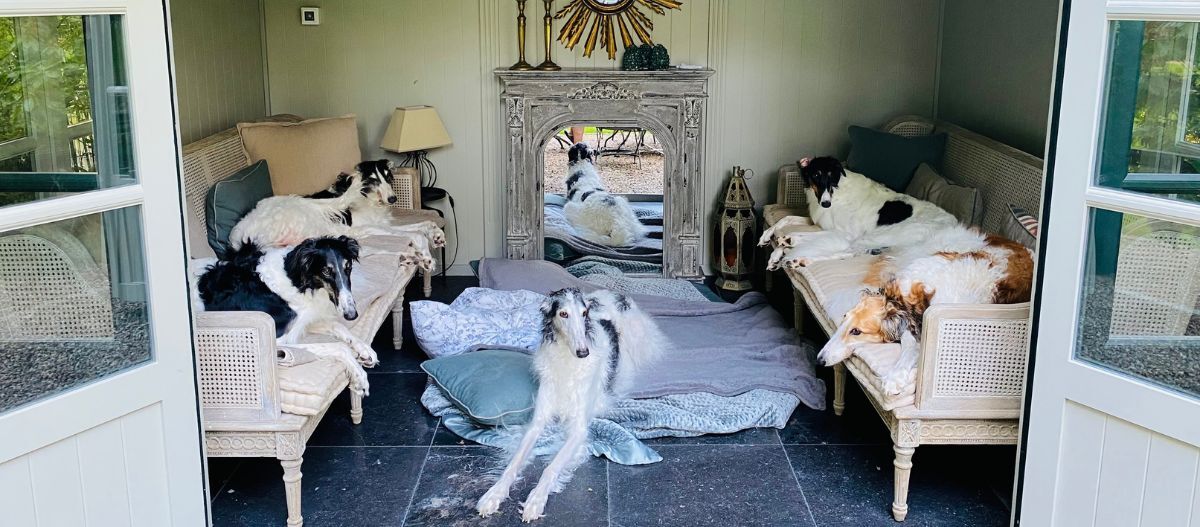 Ein stilvoller Ort zum Relaxen: Die Barsois von Guido Maria Kretschmer haben ein gemütliches Zuhause. Foto: VDH Ein stilvoller Ort zum Relaxen: Die Barsois von Guido Maria Kretschmer haben ein gemütliches Zuhause. Foto: VDH