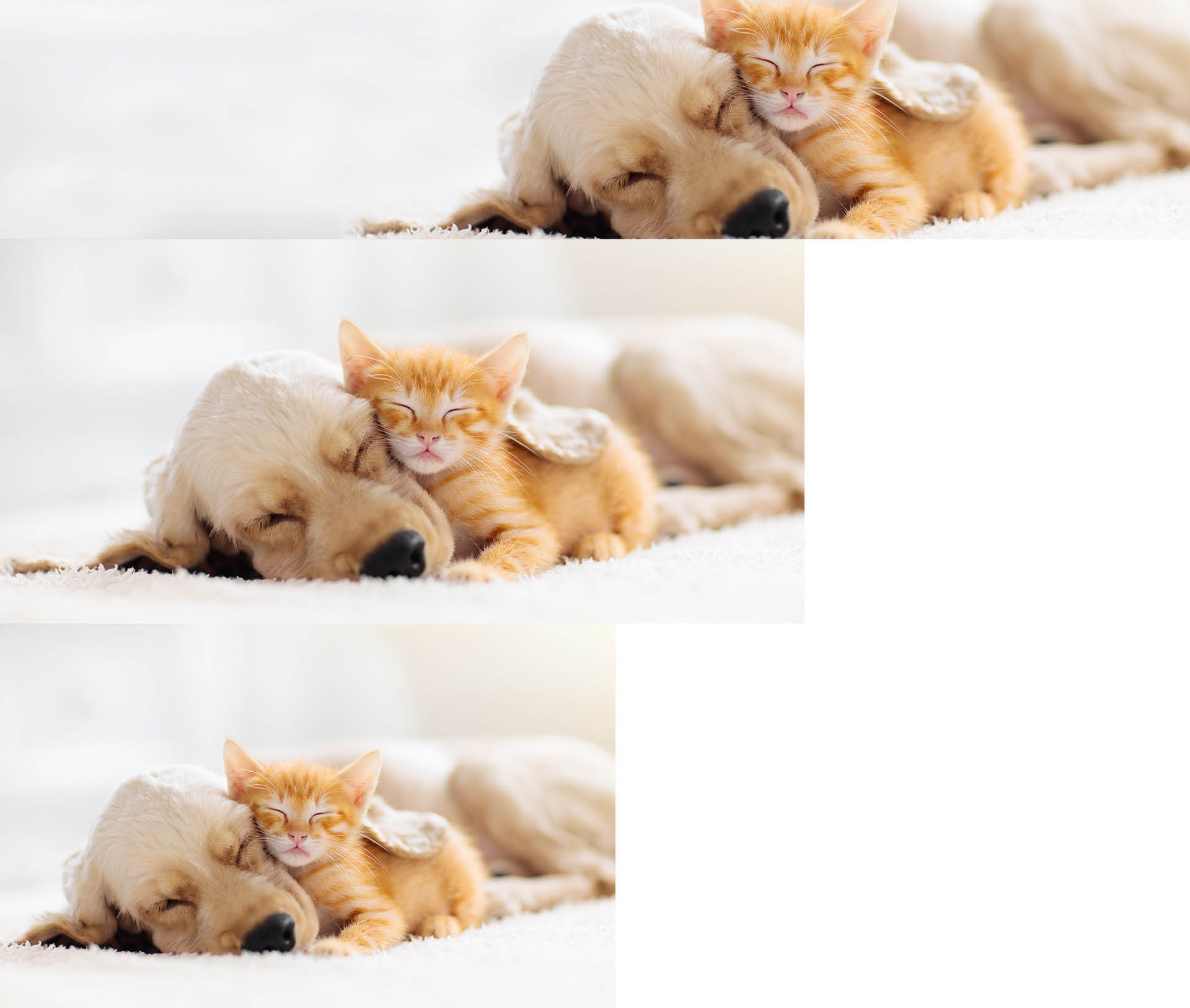 Welpe und Kätzchen liegen zusammen