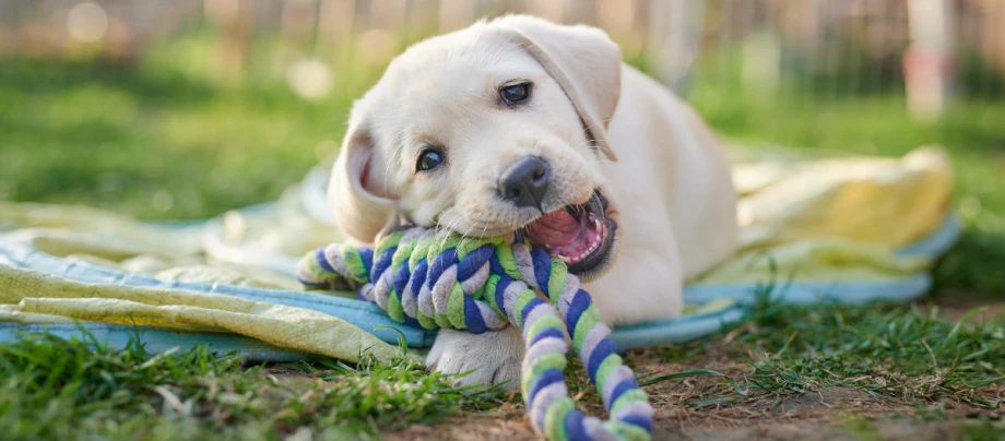 Hundenamen_Rueden_header_GettyImages-1354007887 Labrador-Welpe kaut im Freien auf einem Spielzeug