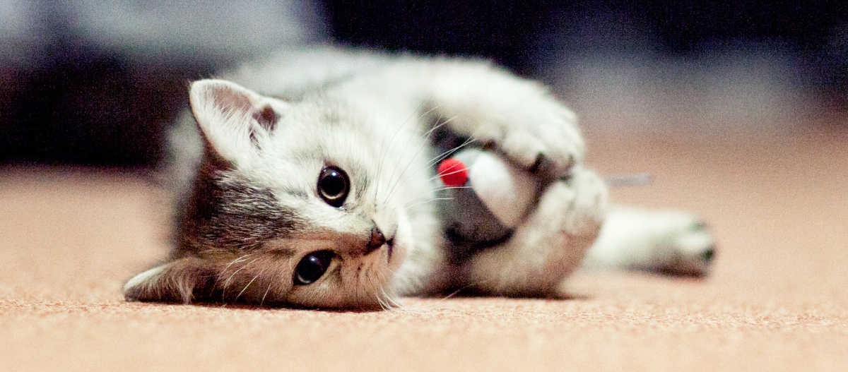 Kitten mit Spielzeug Kitten mit Spielzeug