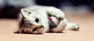 Kitten mit Spielzeug