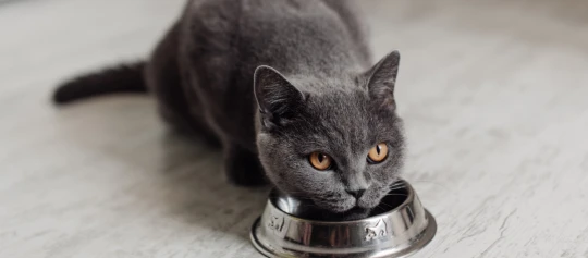 British Kurzhaar Kitten frisst aus Metall-Futternapf