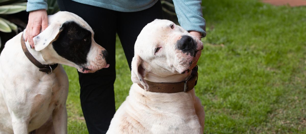 Zwei Dogo Argentino werden gestreichelt