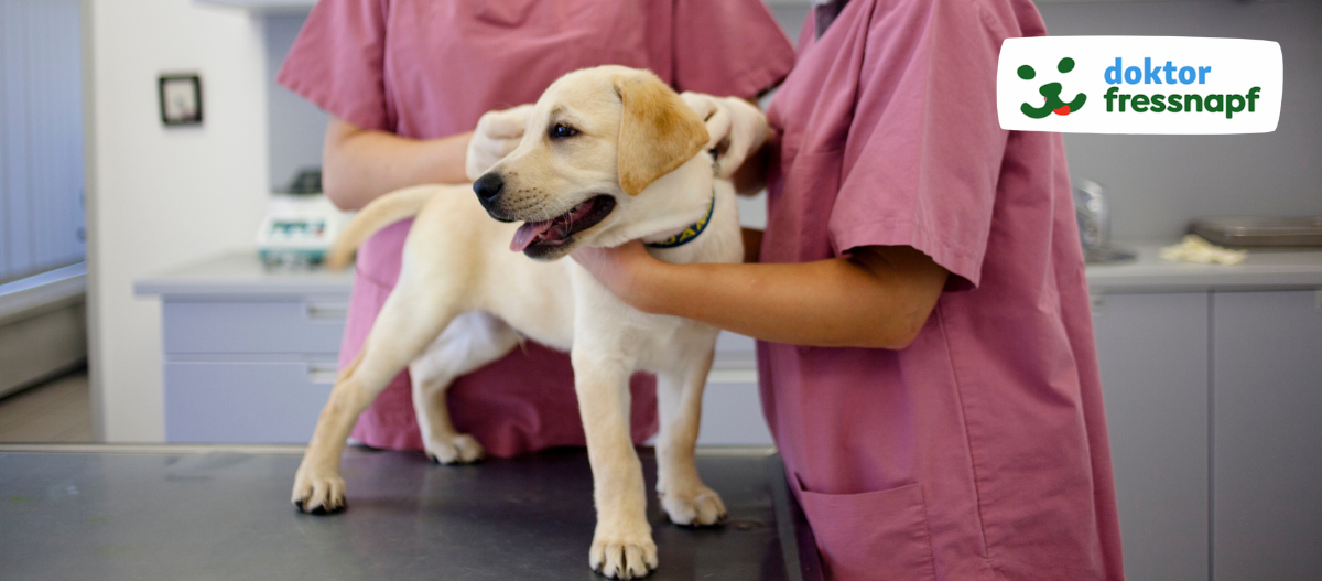 dr-fressnapf-tierarzt-welpe2 Labrador-Welpe beim Tierarzt