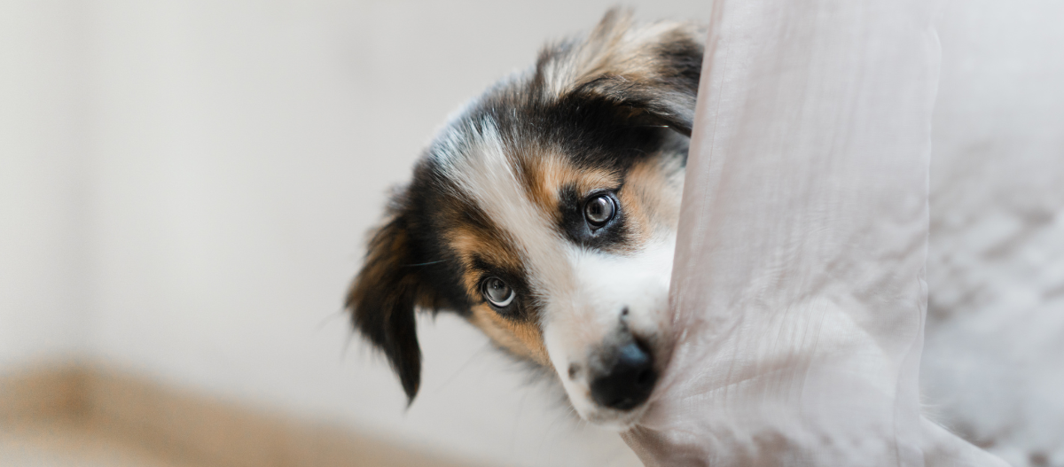 Welpe zieht an Gardine Welpe zieht an Gardine