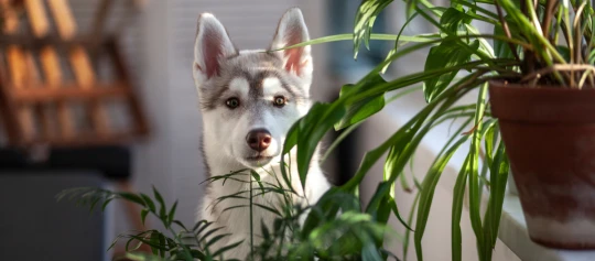 Giftige Zimmerpflanzen für Welpen