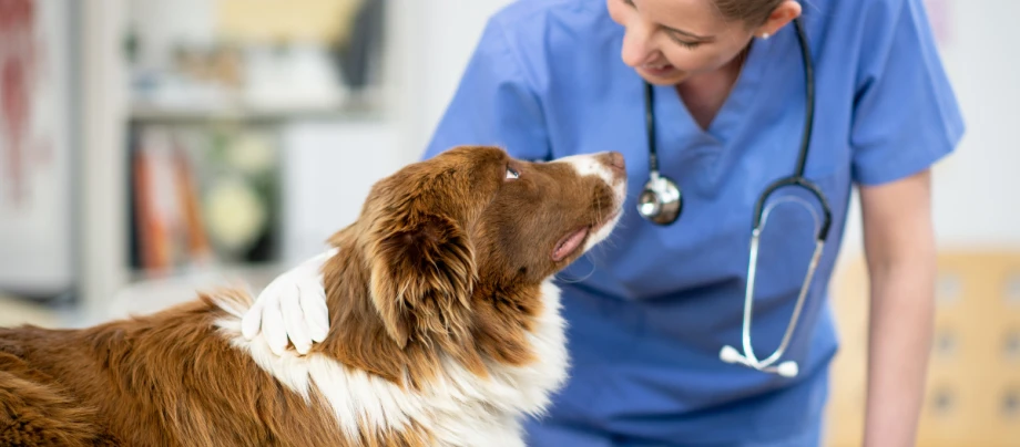 kastration_huendin_header_GettyImages-1299191892 Hündin schaut ins Gesicht einer Tierärztin.
