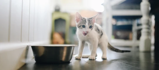 Kitten frisst aus einem Napf