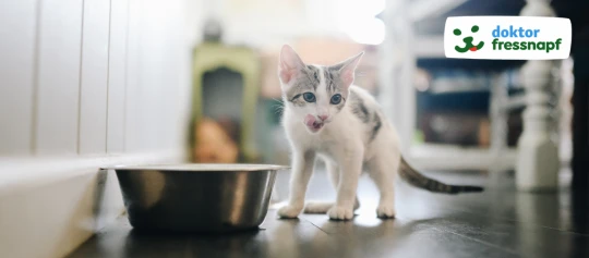 Kitten frisst aus einem Napf