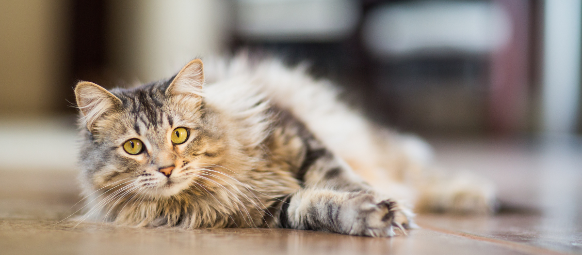 Katze liegt entspannt auf dem Boden