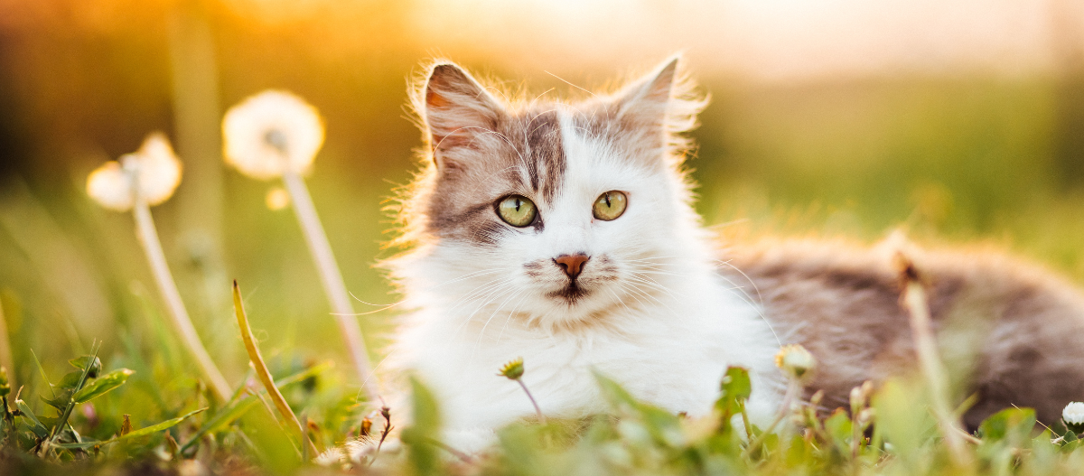 Katze liegt auf einer Wiese bei Sonnenuntergang.
