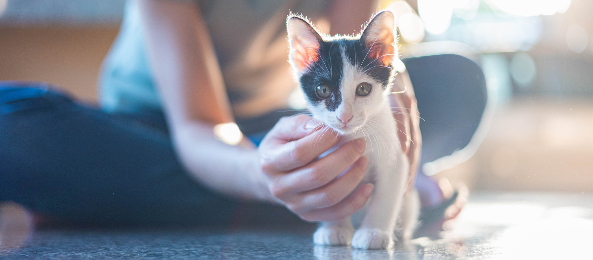 katze_kitten-im-neuen-zuhause Kitten im neuen Zuhause