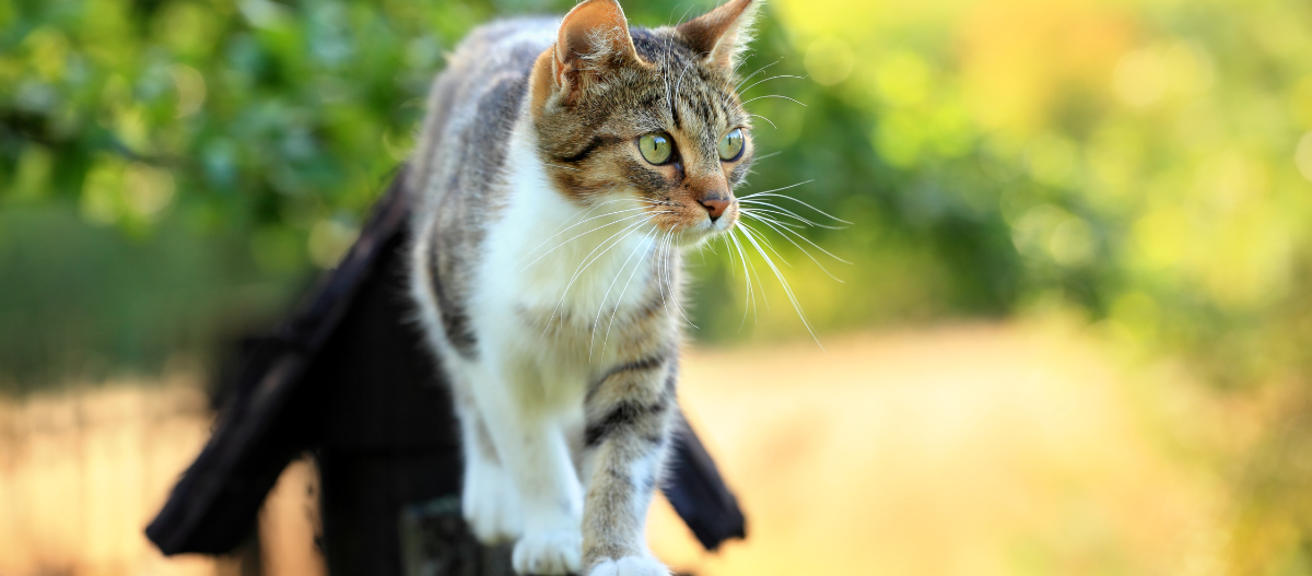 Kitten Katze Junge Katze geht über einen Zaun.