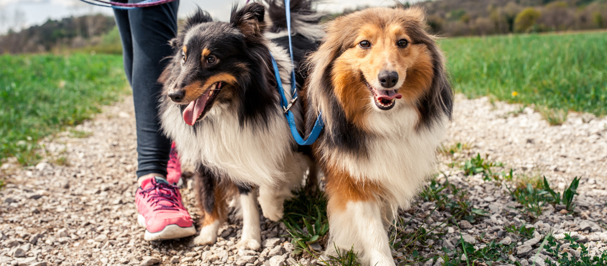 Zwei Collies laufen angeleint nebeneinander her.