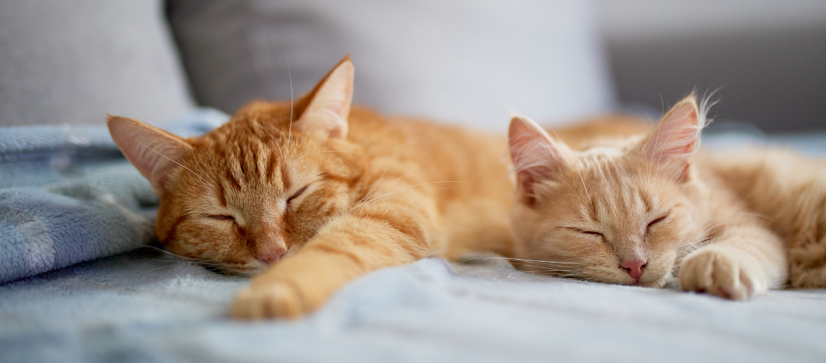 Zwei rote Katzen, die nebeneinander schlafen.