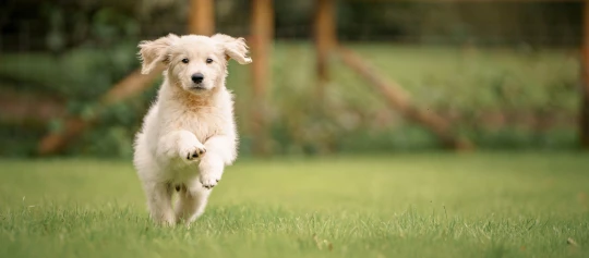Golden Retriever Welpe läuft über eine Wiese