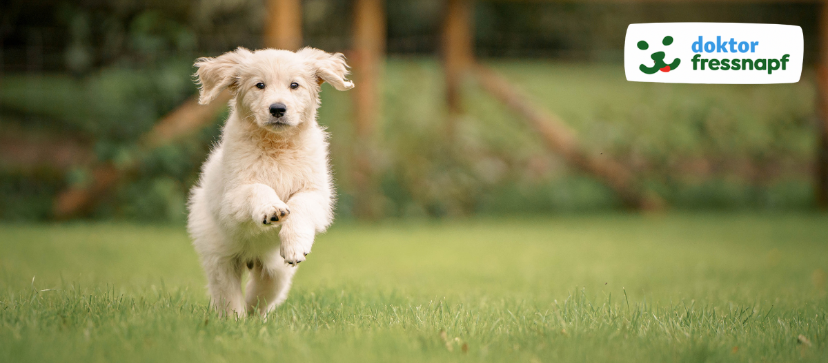 retriever-welpe-laeuft-ueber-wiese3