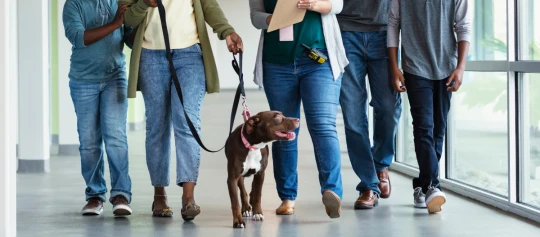 Brauner Hund an einer Leine mit seiner Familie.
