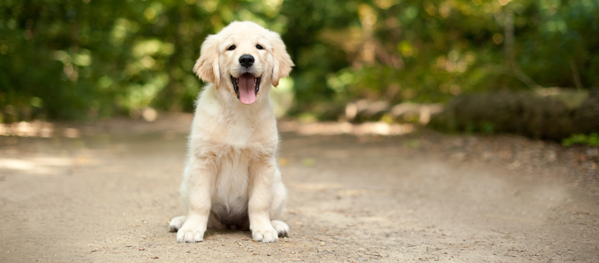 Welpe sitzt auf Weg und hechelt Welpe sitzt auf Weg und hechelt