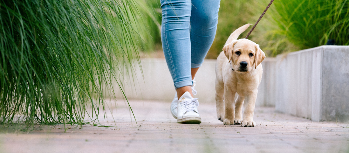 Labrador-Welpe geht mit seinem Frauchen Gassi. Labrador-Welpe geht mit seinem Frauchen Gassi.