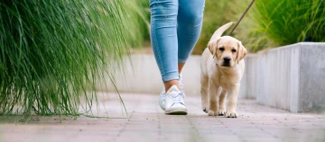 Labrador-Welpe geht mit seinem Frauchen Gassi.