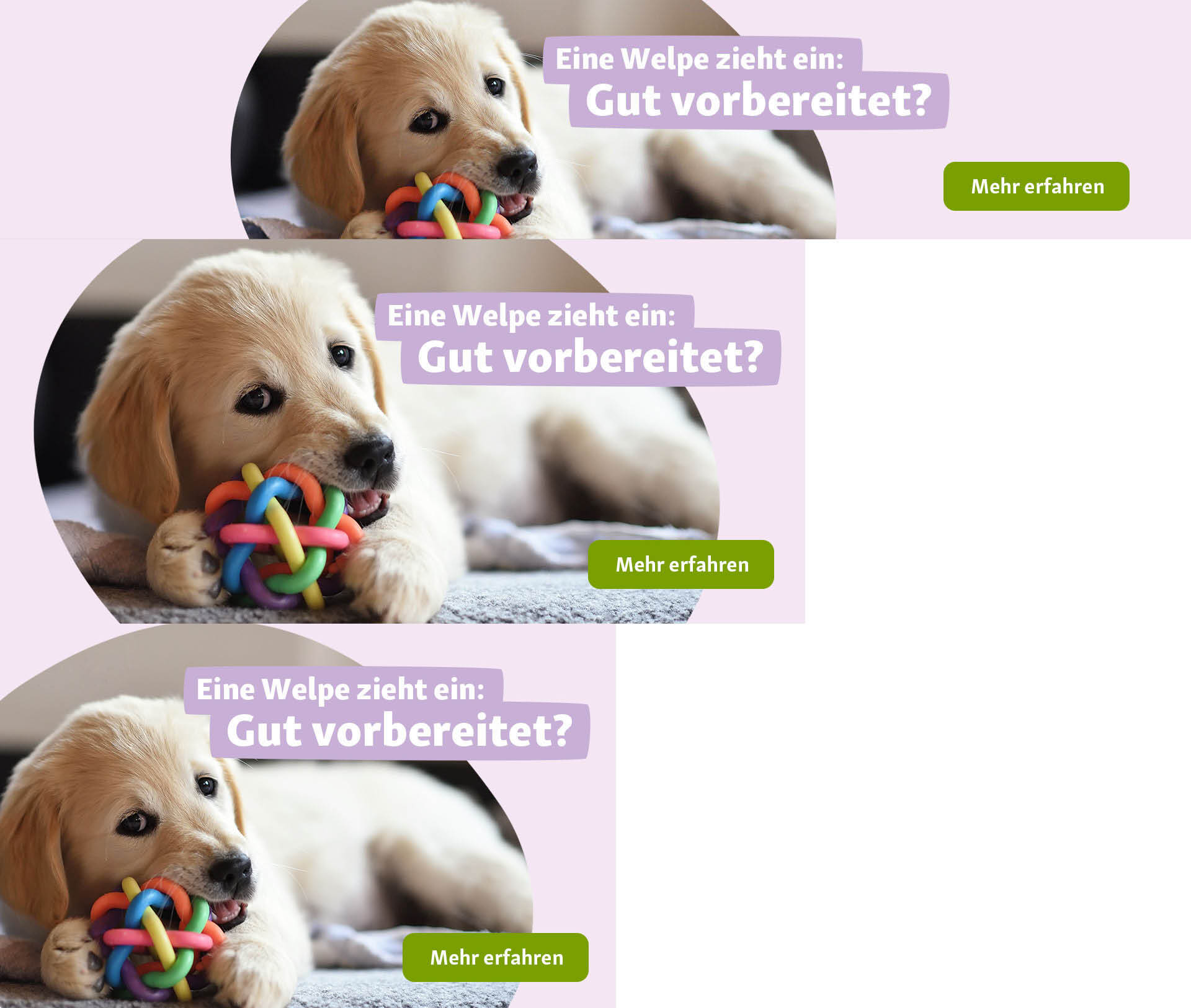 Header Hund mit CTA Welpe knabbert an Spielzeug