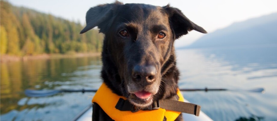 Hund sitzt auf einem Boot mit Rettungsweste und schaut frontal in die Kamera Hund sitzt auf einem Boot mit Rettungsweste und schaut frontal in die Kamera