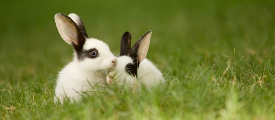 Zwei weiße Kaninchen mit schwarzen Ohren sitzen auf der Wiese