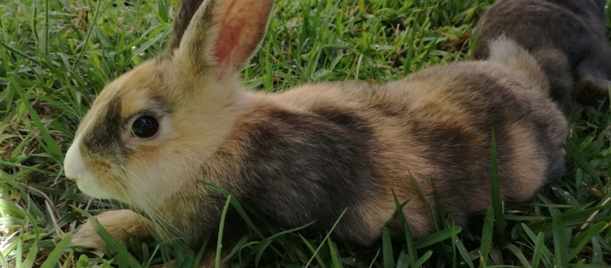 Kaninchen liegt länglich im Schatten auf der Wiese