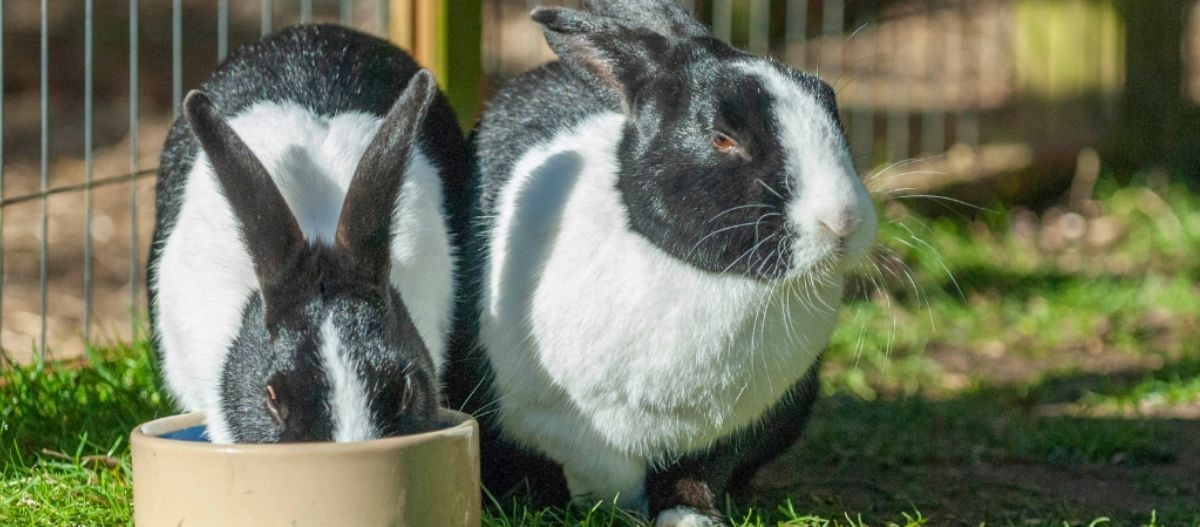 Ein Kaninchen trinkt aus einem Wassernapf auf der Wiese