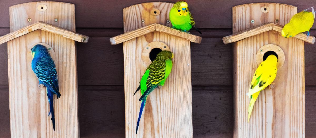 Bunte Wellensittiche