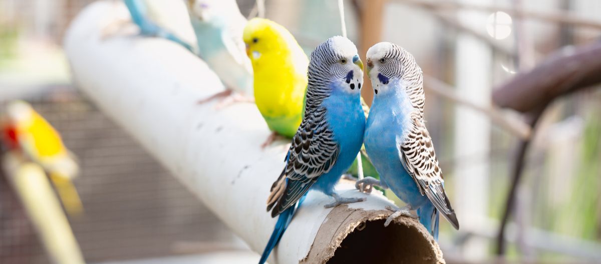 Zwei blaue Wellensittiche stehen dicht gegenüber Zwei blaue Wellensittiche stehen dicht gegenüber