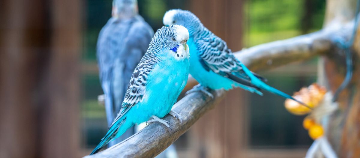 Zwei blaue Wellensittiche sitzen auf einem Zweig