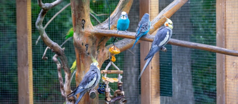 Wellensittiche sitzen auf einem Ast im Außenvolier