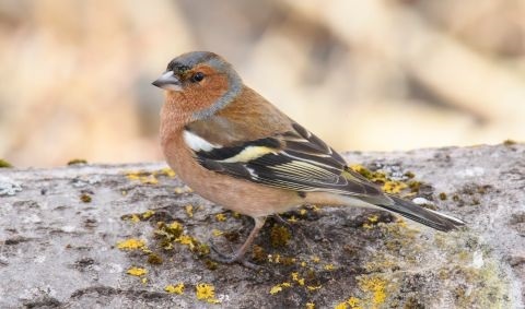 Ein Buchfink sitzt auf einem Felsen Ein Buchfink sitzt auf einem Felsen