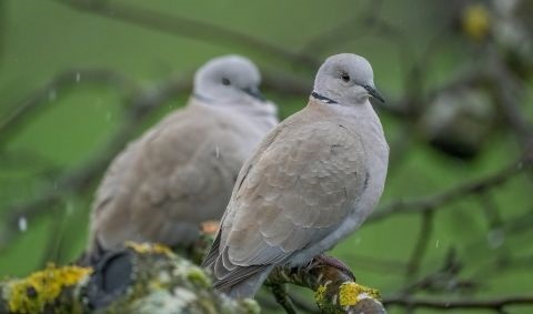 Zwei Türkentauben sitzen auf Geäst Zwei Türkentauben sitzen auf Geäst