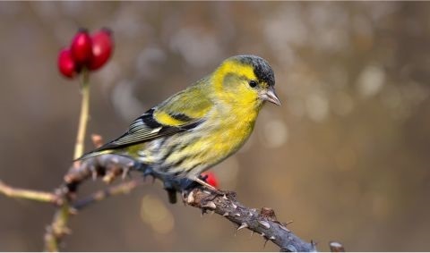 Ein Erlenzeisig sitzt auf einem Ast Ein Erlenzeisig sitzt auf einem Ast