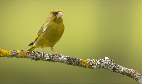 Ein Grünfink sitzt auf einem Ast Ein Grünfink sitzt auf einem Ast