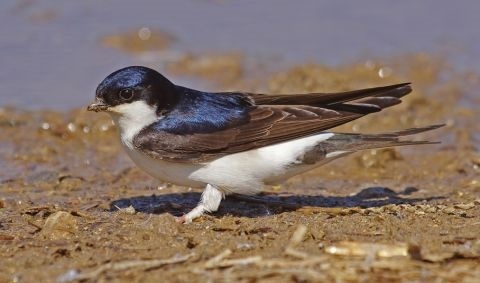 Eine Mehlschwalbe sitzt am Strand Eine Mehlschwalbe sitzt am Strand