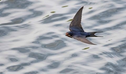 Ein Mauersegler fliegt über Wasser Ein Mauersegler fliegt über Wasser