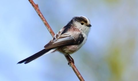 Eine Schwanzmeise sitzt auf einem dünnen Ast Eine Schwanzmeise sitzt auf einem dünnen Ast