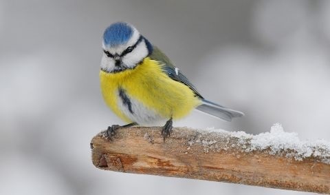 Eine Blaumeise sitzt auf einem verschneiten Holzstab Eine Blaumeise sitzt auf einem verschneiten Holzstab