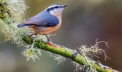 Ein Kleiber sitzt auf einem Ast mit Flechte Ein Kleiber sitzt auf einem Ast mit Flechte