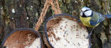 Blaumeise sitzt auf einer Kokosnuss